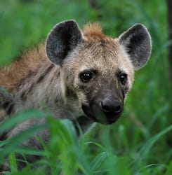 Wild spotted hyena in Kruger Park, South Africa showcasing its natural habitat.